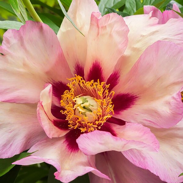 Callies Memory Peony - Perennial - Nature Hills Nursery -