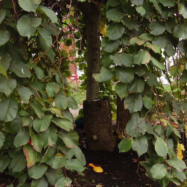 Camperdown Weeping Elm - Nature Hills Nursery - #25 Container 6 - 7 Feet -