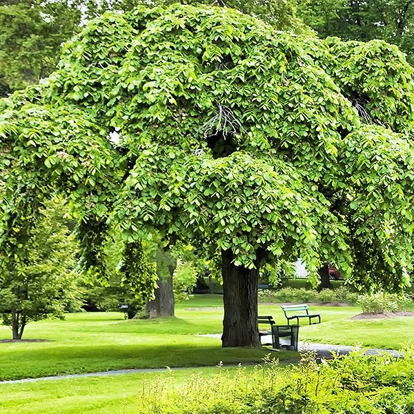 Camperdown Weeping Elm - Nature Hills Nursery - #25 Container 6 - 7 Feet -