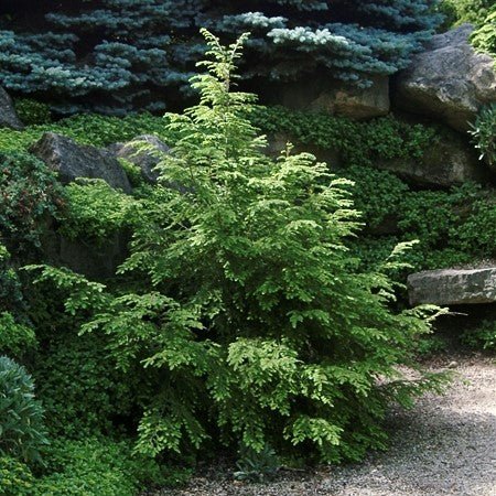 Detail view of Canadian Hemlock (Tsuga canadensis) showing plant structure and foliage.