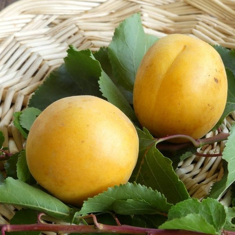 Canadian White Blenheim Apricot Tree - Nature Hills Nursery - Paper Pot 4 - 5 Feet -