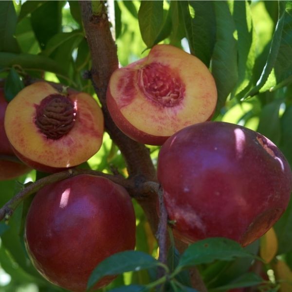 Candy Sprinkles Nectarine Tree - Nature Hills Nursery - Paper Pot 4 - 5 Feet -
