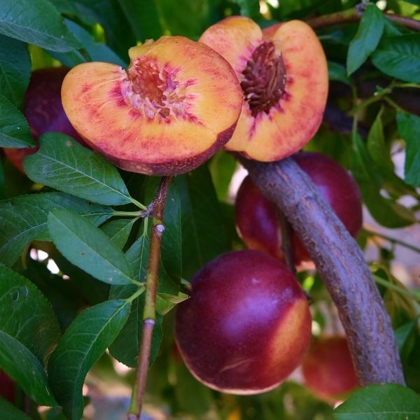 Candy Sprinkles Nectarine Tree - Nature Hills Nursery - Paper Pot 4 - 5 Feet -