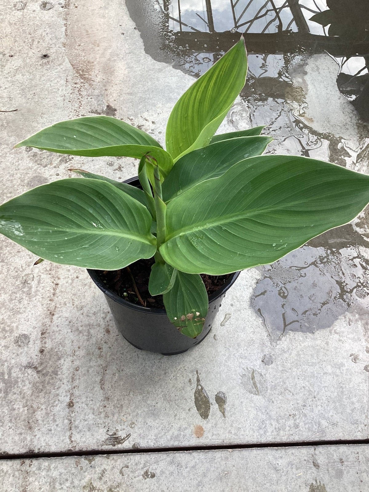 Cannova® Mango Canna Lily (Canna × generalis 'Mango') plant, crop photo - Apr 9, 2026