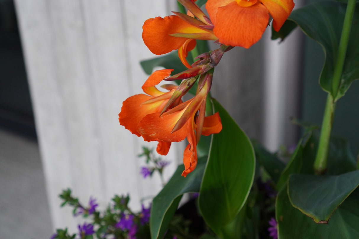 Cannova Orange Shades Canna Lily displaying vivid orange blooms and green foliage alongside purple flowers.