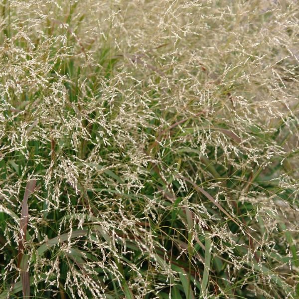 Cape Breeze Dwarf Switchgrass Close Up