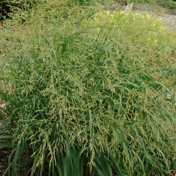 Cape Breeze Dwarf Switchgrass with blooms
