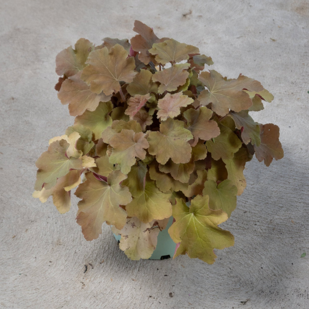 Heuchera Caramel Coral Bells displaying mounded bronze and amber foliage in a green nursery container.