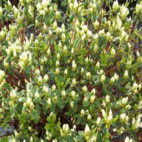 Cascade Azalea (Rhododendron x 'Cascade'), a shrub featuring yellow, white flowers and broad-leaved evergreen.