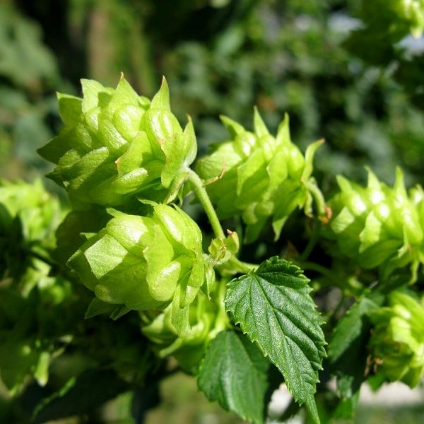 Close-up of green humulus flowers on Cascade Common Hops blooming in early summer to late summer.