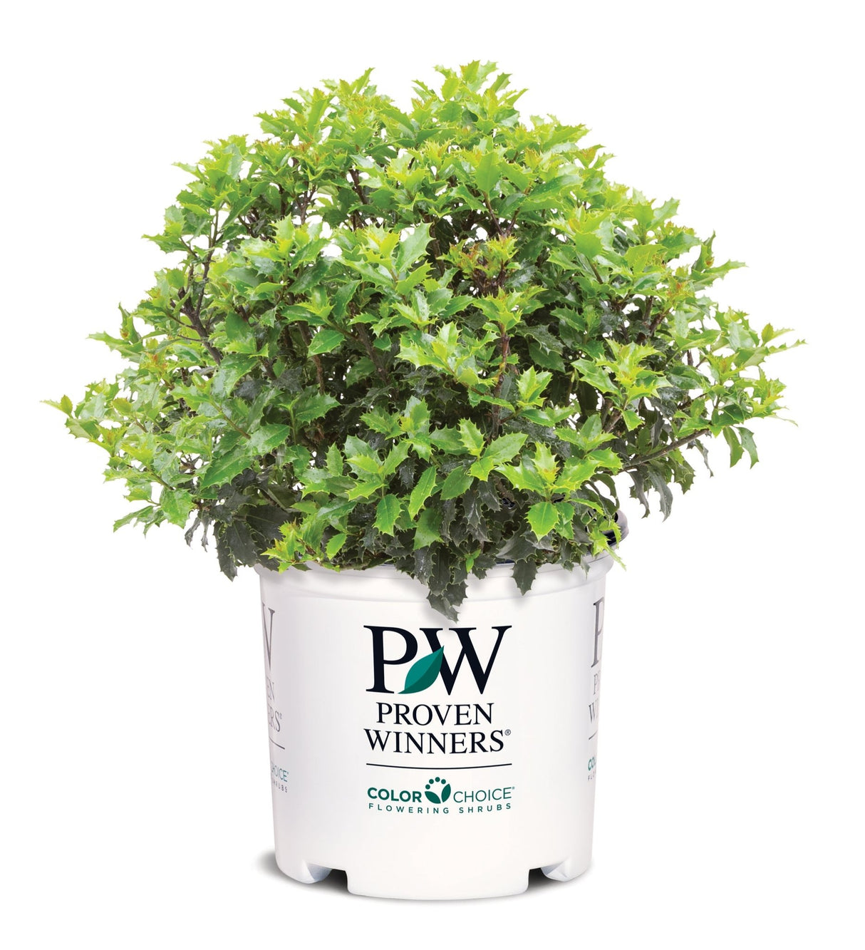 Castle Keep® Blue Holly