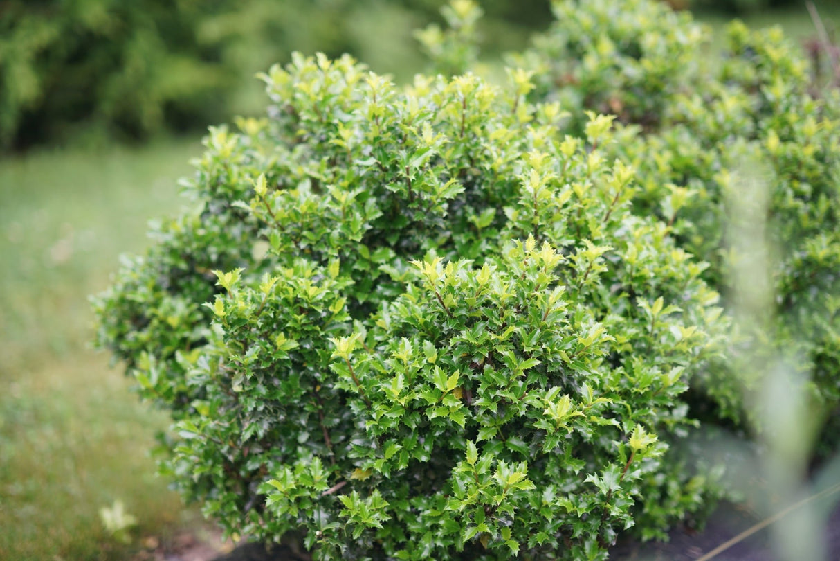 Castle Keep® Blue Holly