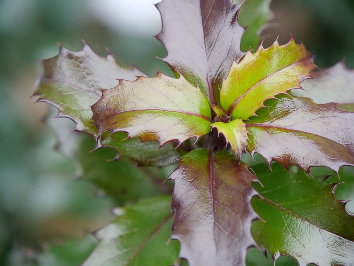 Castle Keep® Blue Holly