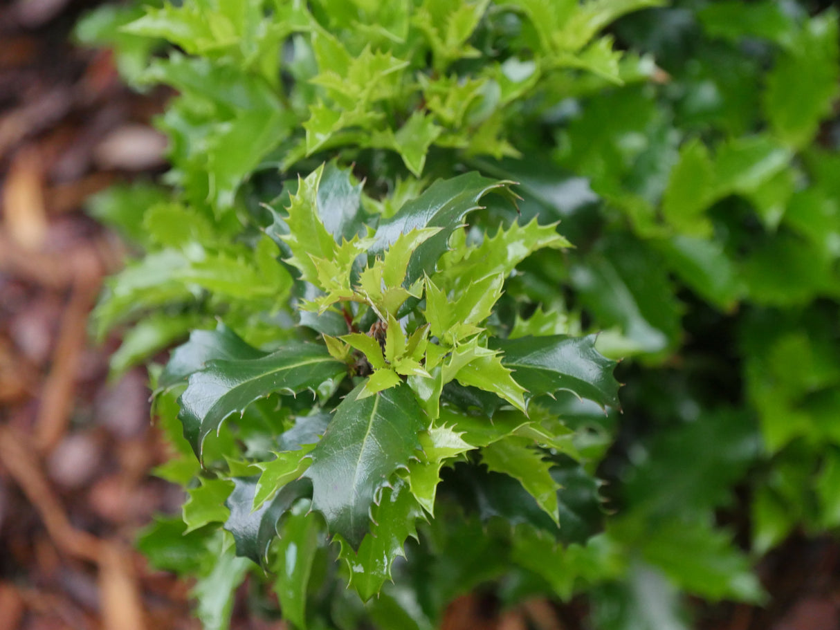 Castle Keep® Blue Holly