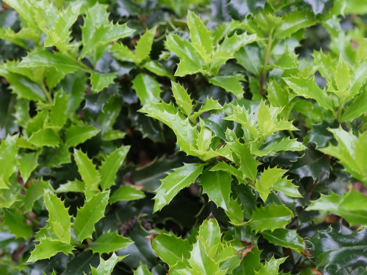 Castle Keep® Blue Holly