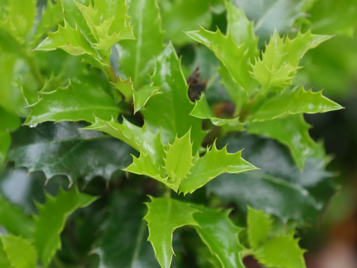 Castle Keep® Blue Holly