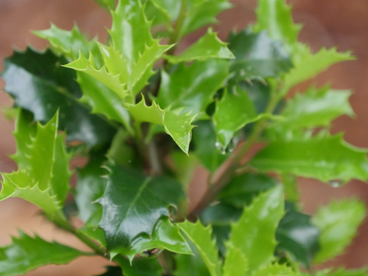 Castle Keep® Blue Holly