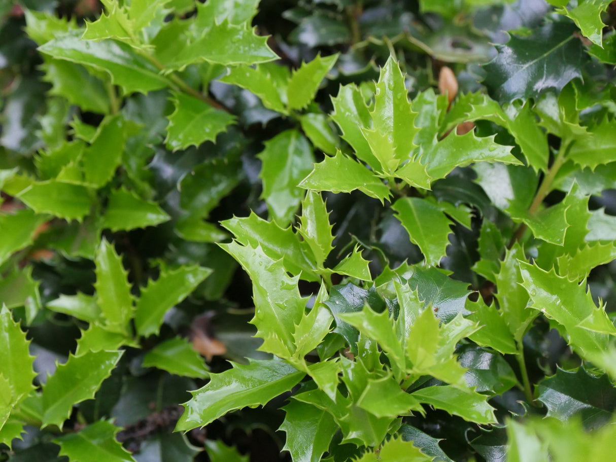 Castle Keep® Blue Holly