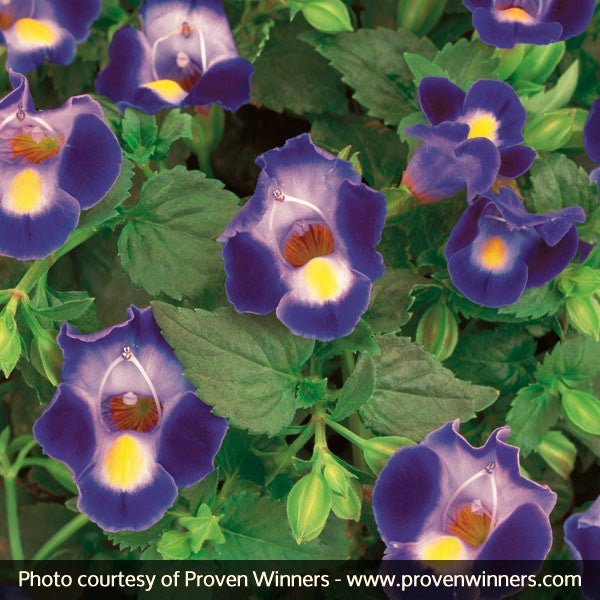 Catalina® Midnight Blue Wishbone Flower