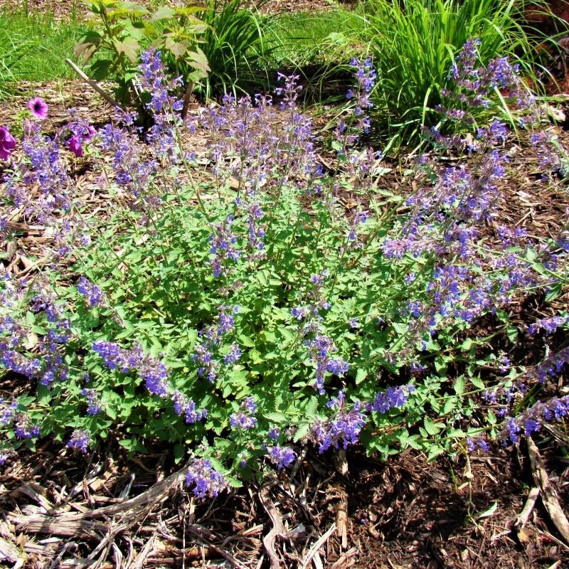 Close-up of blue, purple nepeta flowers on Walker's Low Catmint.