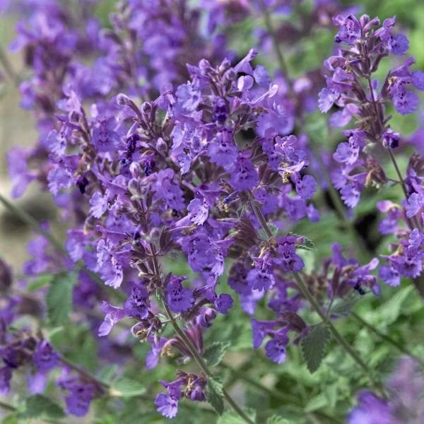 Perennial foliage of Walker's Low Catmint (Nepeta x faassenii 'Walker's Low') in a garden setting.