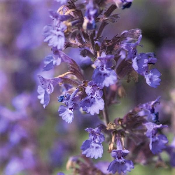 Walker's Low Catmint (Nepeta x faassenii 'Walker's Low') growing in a garden landscape, showing mature perennial form.