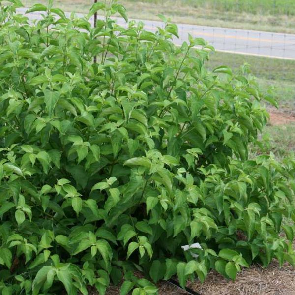 First Editions® Cayenne Dogwood