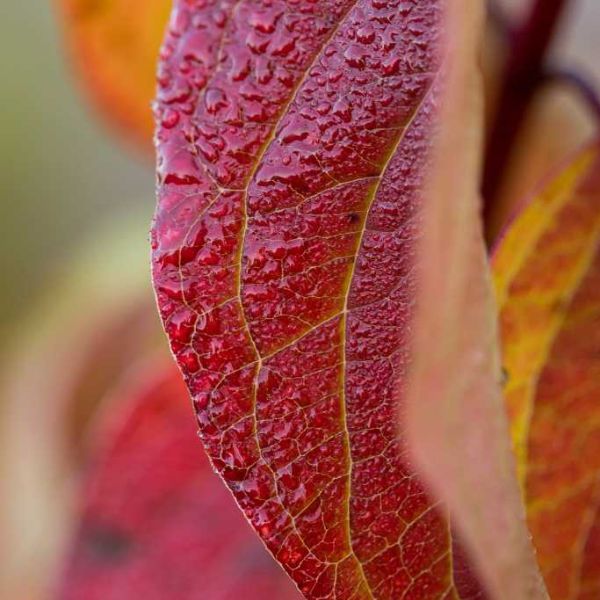 First Editions® Cayenne Dogwood