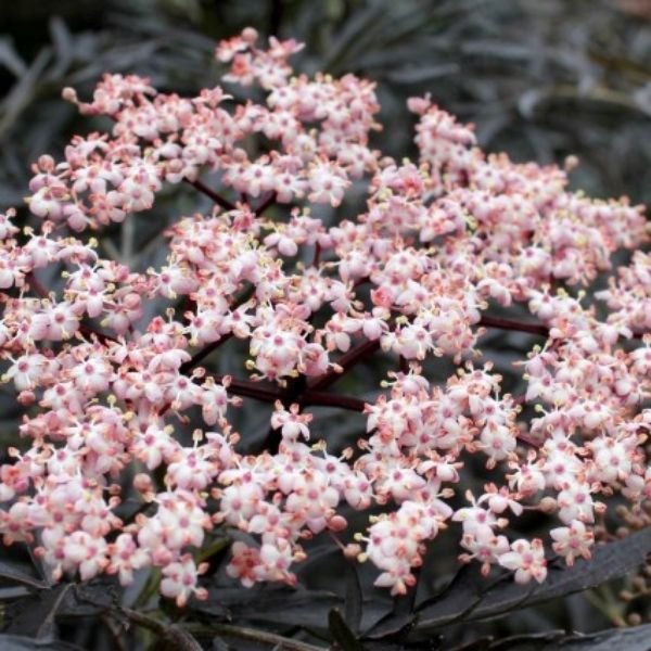 Black Lace® Elderberry