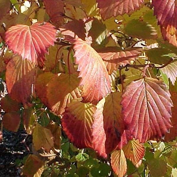 Autumn Jazz® Arrowwood Viburnum