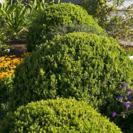 Baby Gem™ Boxwood