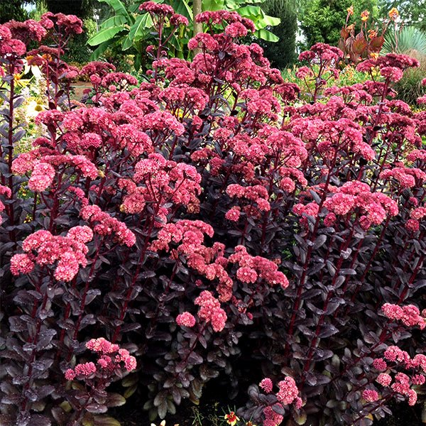 Touchdown™ Teak Sedum