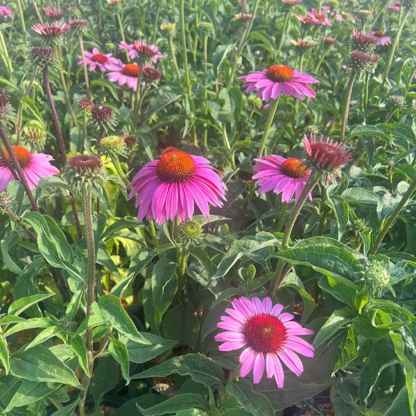 Prairie Splendor™ Coneflower