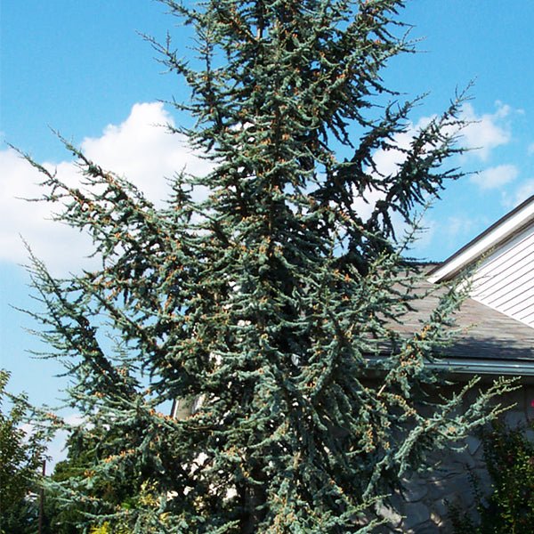 Blue Atlas Cedar Tree (Cedrus atlantica 'Glauca'), a tree featuring evergreen and broad, erect form.