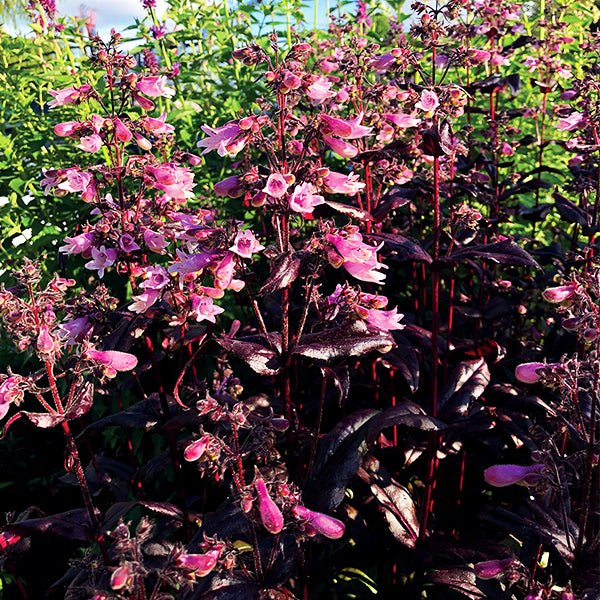 DAKOTA™ Burgundy Penstemon