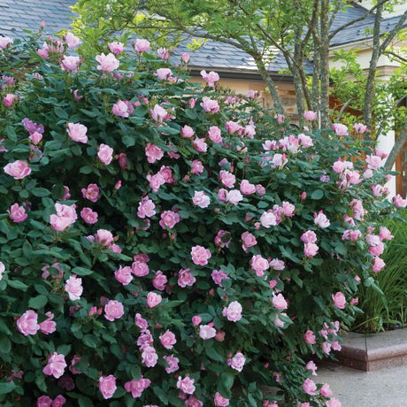 Blushing Knock Out® Rose