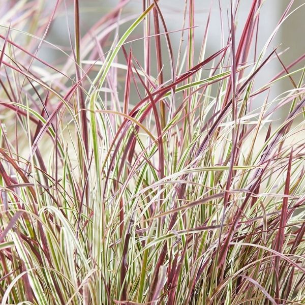 Close-up of pink schizachyrium flowers on Chameleon Little Bluestem.