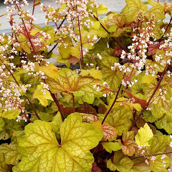 Champagne Coral Bells (Heuchera 'Champagne'), a perennial featuring red, pink flowers and perennial.