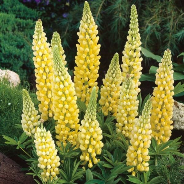 Chandelier Lupine (Lupinus polyphyllus 'Chandelier'), a perennial featuring yellow flowers and perennial.