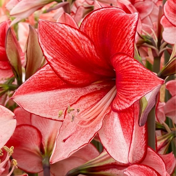 Charisma Amaryllis - Nature Hills Nursery - Bareroot -