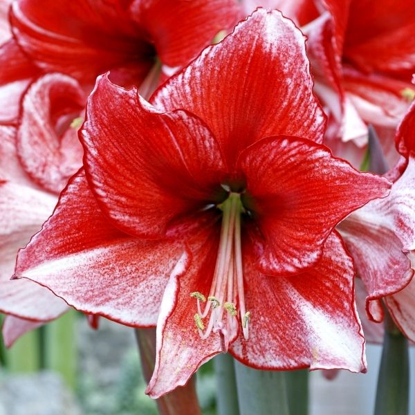 Charisma Amaryllis - Nature Hills Nursery - Bareroot -