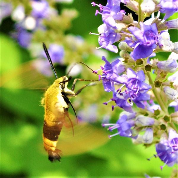 Chaste Tree (Vitex agnus-castus) planted in a residential landscape.