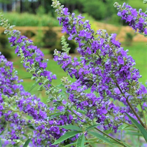 Chaste Tree (Vitex agnus-castus) growing in a garden landscape, showing mature tree form.