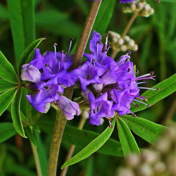 Chaste Tree (Vitex agnus-castus) tree detail, image 6 of 7.