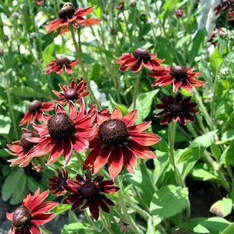 Cherry Brandy Black - Eyed Susan - Nature Hills Nursery - #1 Container -