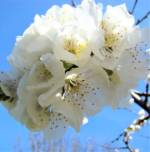 Deciduous foliage of Lapins Cherry Tree (Prunus avium 'Lapins') in a garden setting.