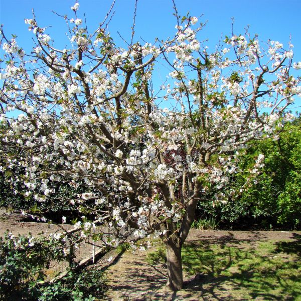 Close-up of pink, white prunus flowers on Sweetheart Sweet Cherry Tree blooming in late spring.