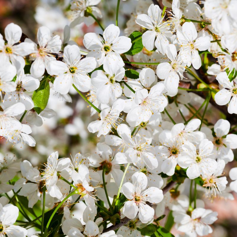 Deciduous foliage of Sweetheart Sweet Cherry Tree (Prunus avium 'Sweetheart') in a garden setting.