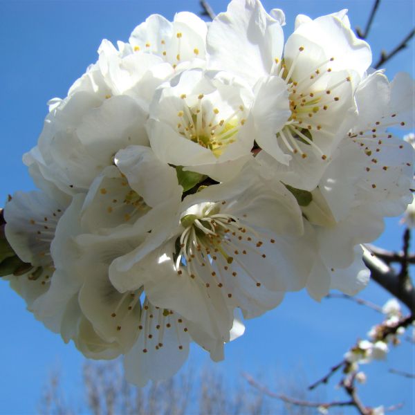 Sweetheart Sweet Cherry Tree (Prunus avium 'Sweetheart') growing in a garden landscape, showing mature tree form.