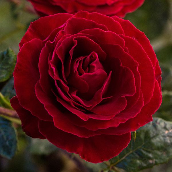 Close-up of red rosa flowers on Cherrytini™ Floribunda Rose.